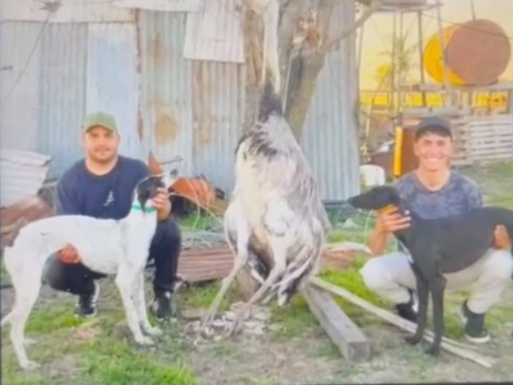 Dos hombres quedaron imputados por matar a un ñandú con galgos en un campo de La Violeta