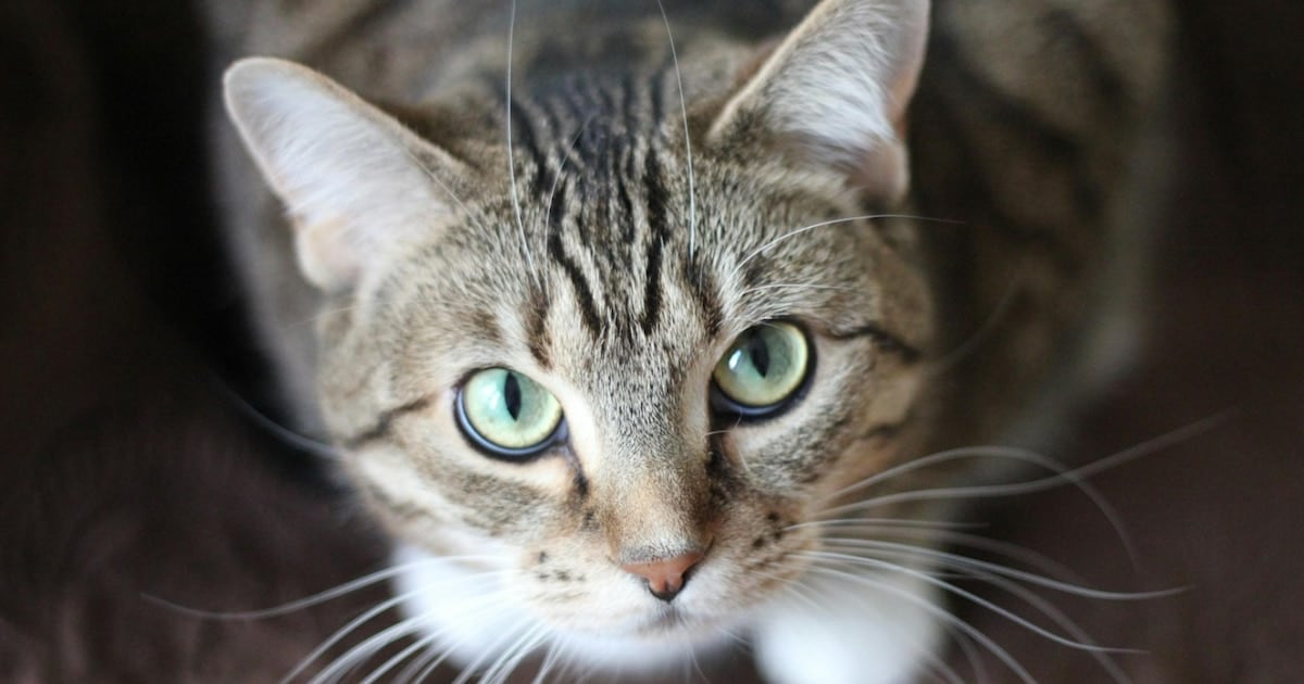 Un estudio en más de 157 mil gatos alerta sobre un parásito intestinal con potencial salto a las personas