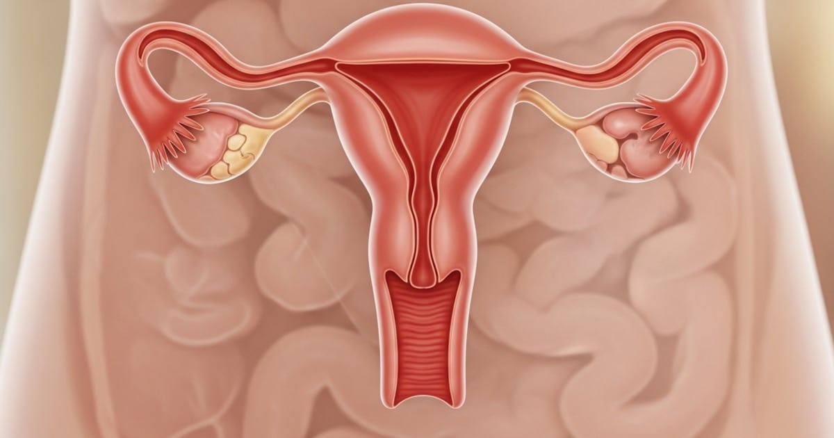 El ovario no se apaga con la menopausia: cambia, envejece y sigue activo durante décadas