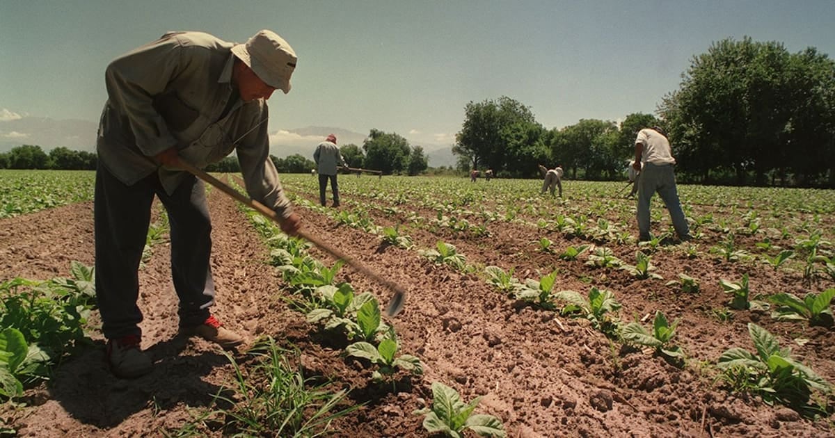El monte no vota, pero sostiene la cosecha: otra promesa a medias para los trabajadores golondrina