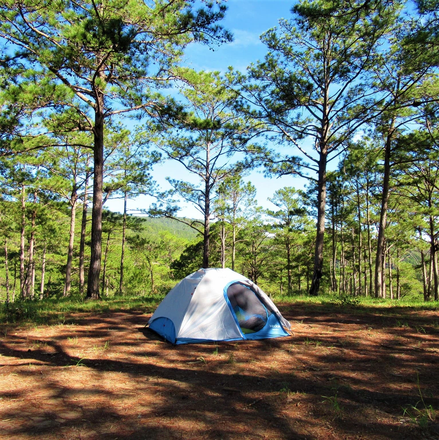 Una cadena francesa de campings eligió 55 hectáreas de pinos en Mar Azul para desembarcar en la Argentina